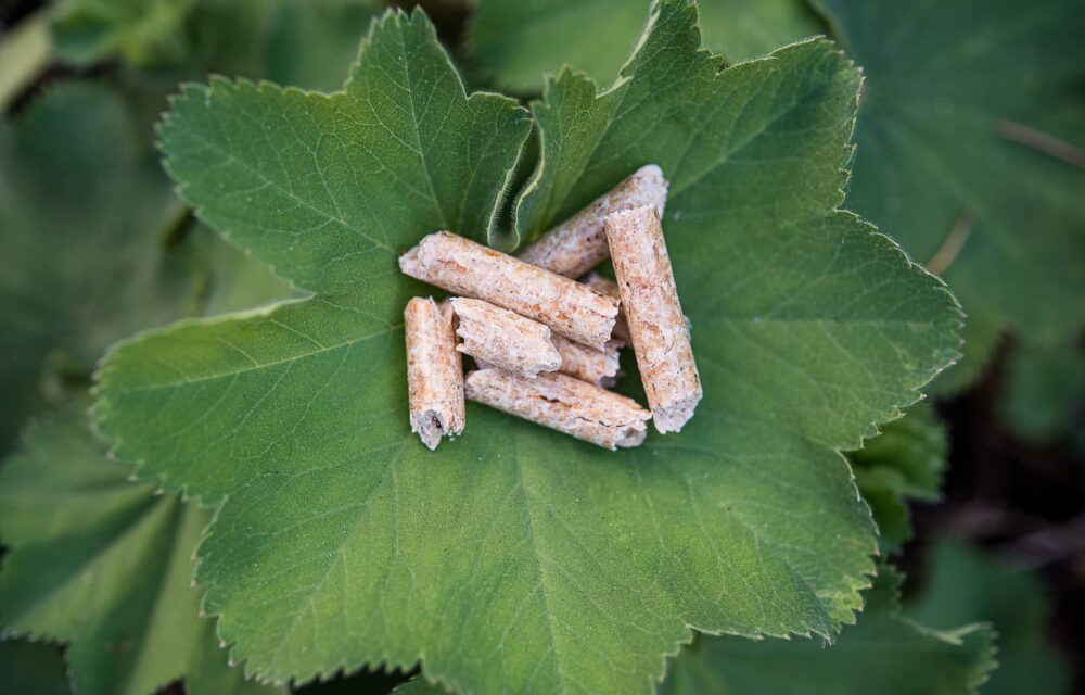 bonnes raisons choix du granule de bois